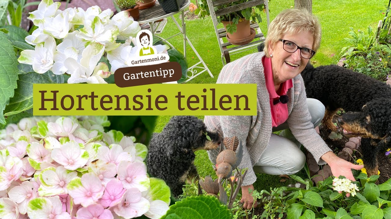 Hortensien verkleinern und teilen - Aus einer großen Pflanze werden mehrere kleine