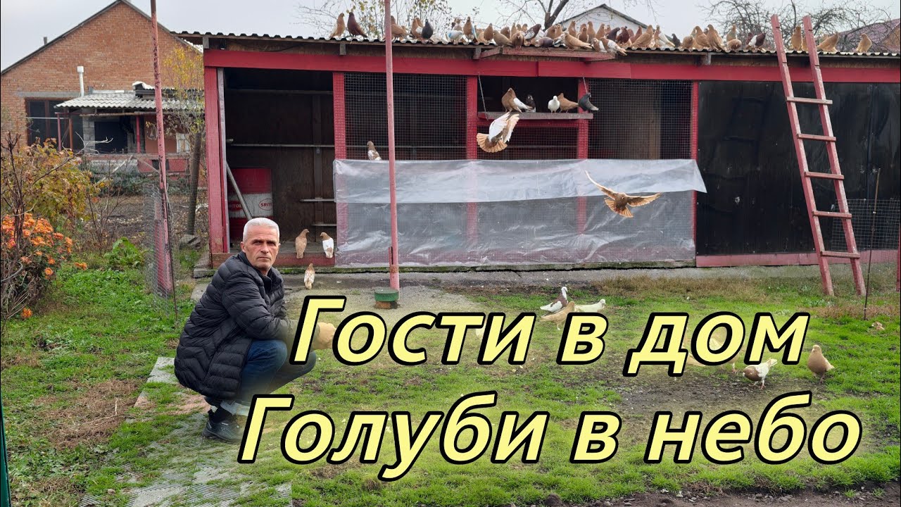 Голубей покажу при вас в небе