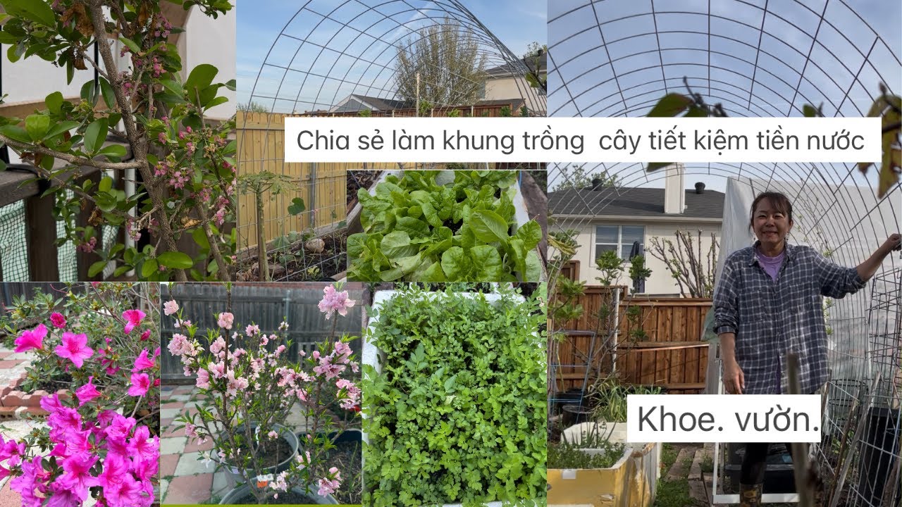 Chia sẻ làm khung trồng  cây tiết kiệm tiền nước và thời gian ,khoe vườn  ❤️🥰🍑🌴# 622