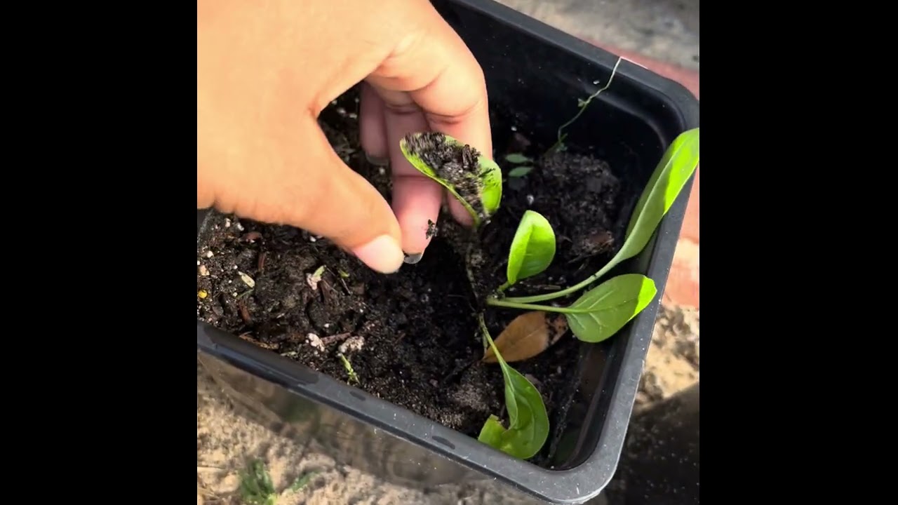 Asmr water my garden with me 💐🌺