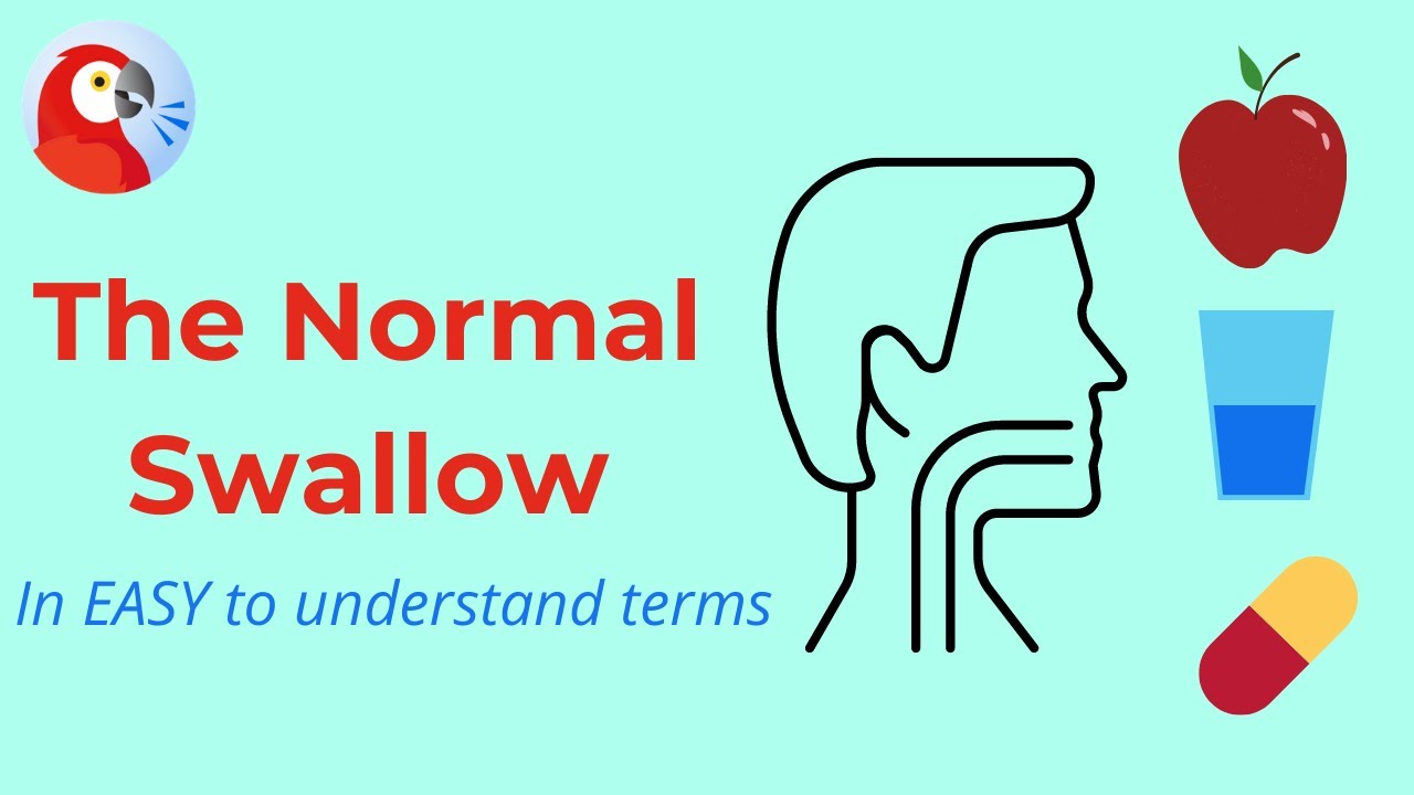 The Normal Swallow Explained - In EASY to understand terms