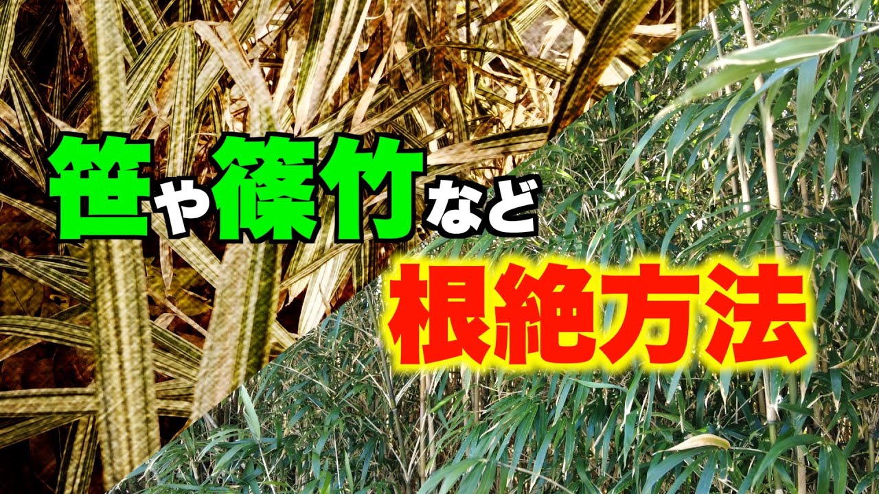 【笹、竹、完全攻略】地下茎をやっつけて根絶！