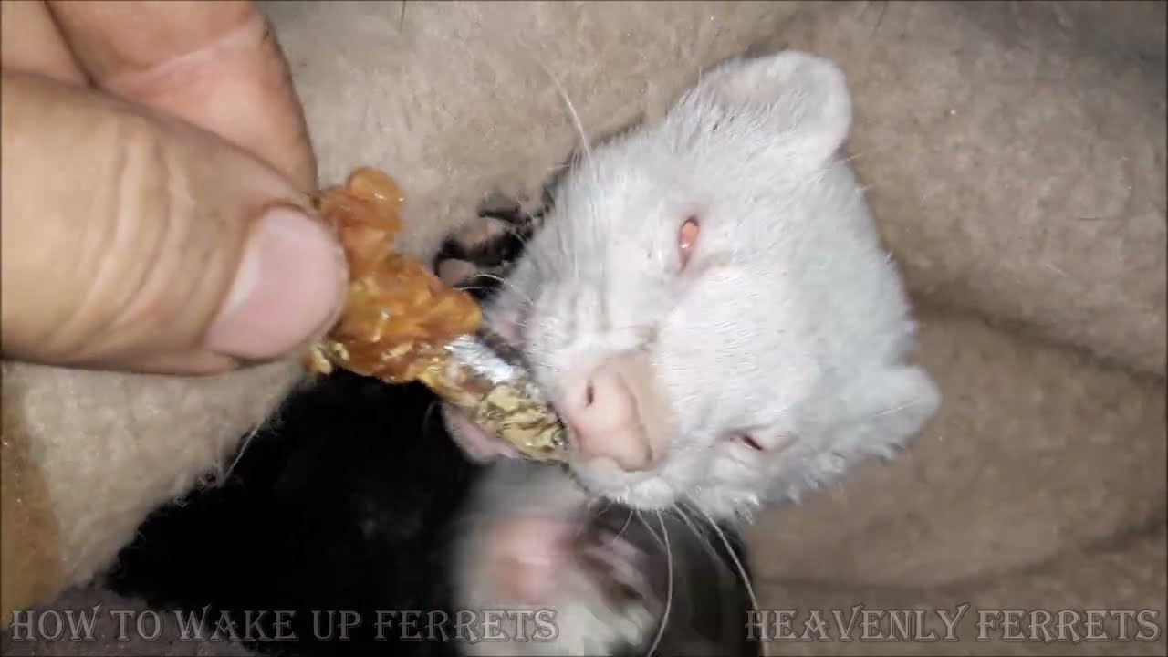 How to wake up ferrets in 30 sec !
