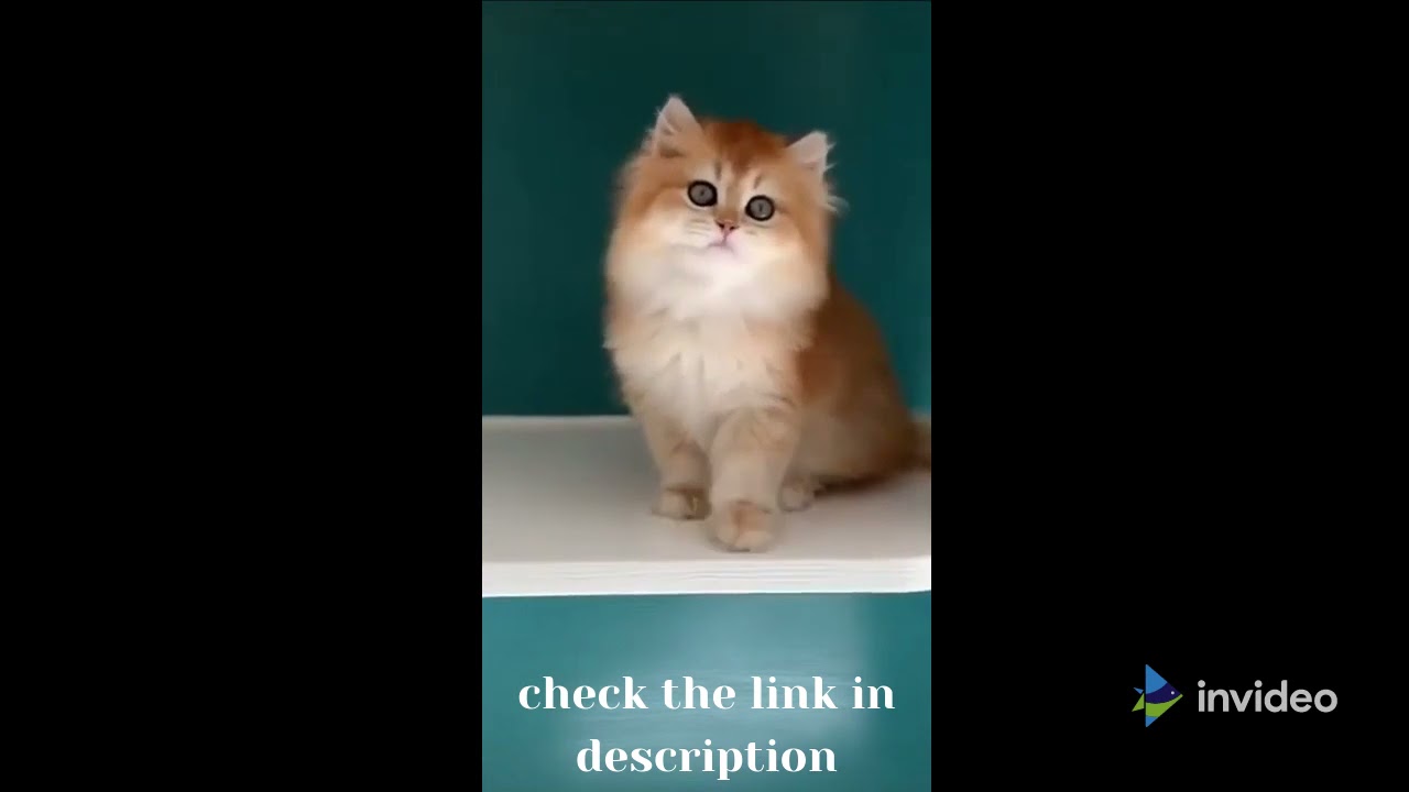 Funnest Cat - Best Funny Animals videos