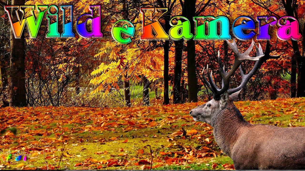 Wildkamera  Wildlife 97-- Kleine süsse Nachtstreife--