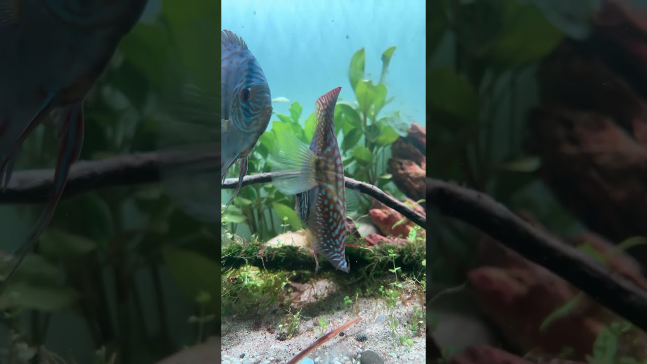 Discus Fish Keeping
