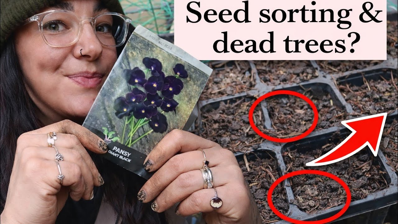 Allotment Spring Gardening 🌱 Seed Sorting, Bed Digging & Sowing Black Pansies | Allotment Vlog UK