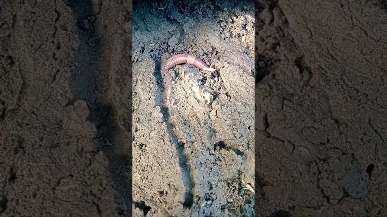 Eath worm video #shorts