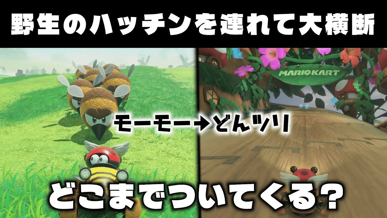 【検証】野生のハッチンはどこまで追ってくるのか調査！【マリオカートワールド】