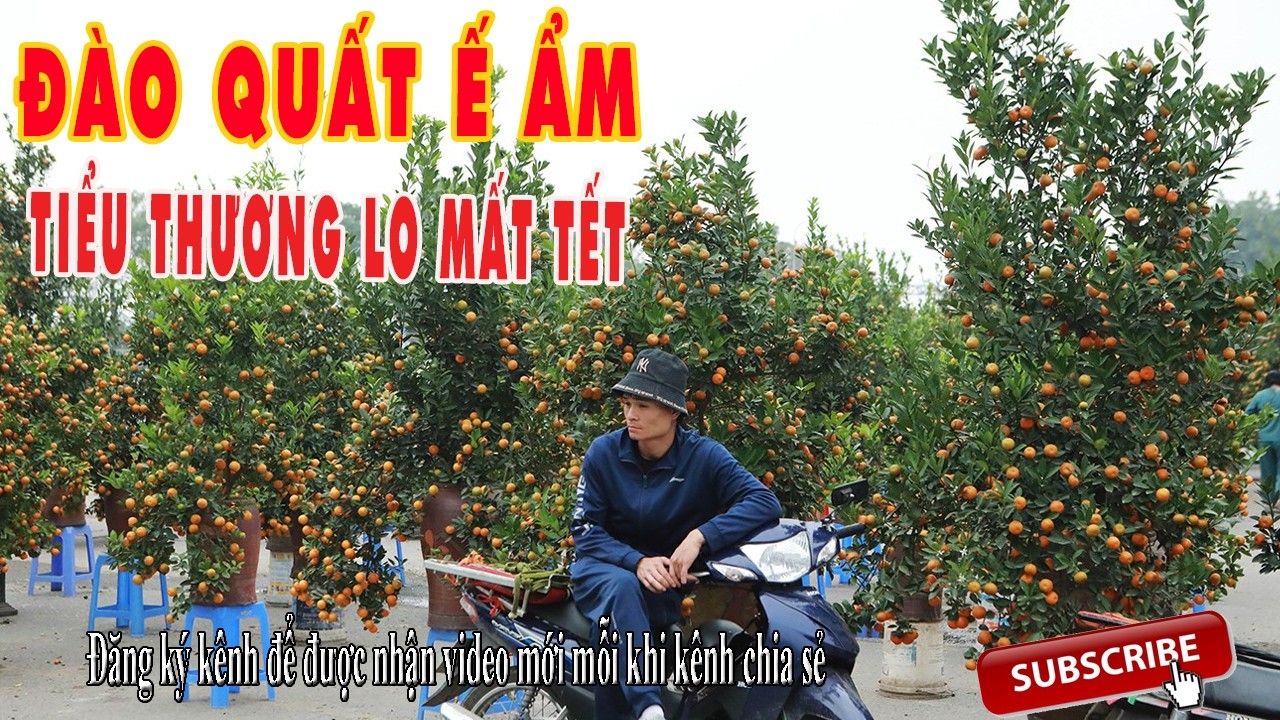 Đào quất ế ẩm ngày Tết - Người trồng đứng ngồi không yên
