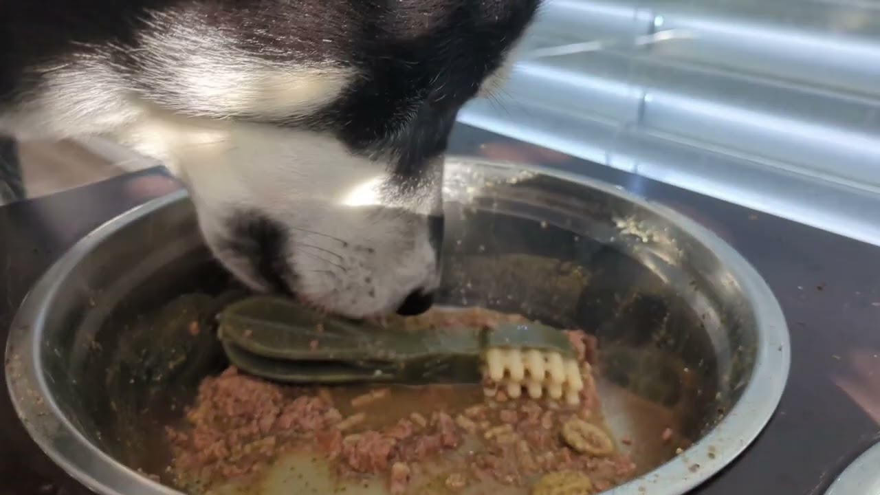 Dog dinner | 🖤 Black Husky ASMR 🐺