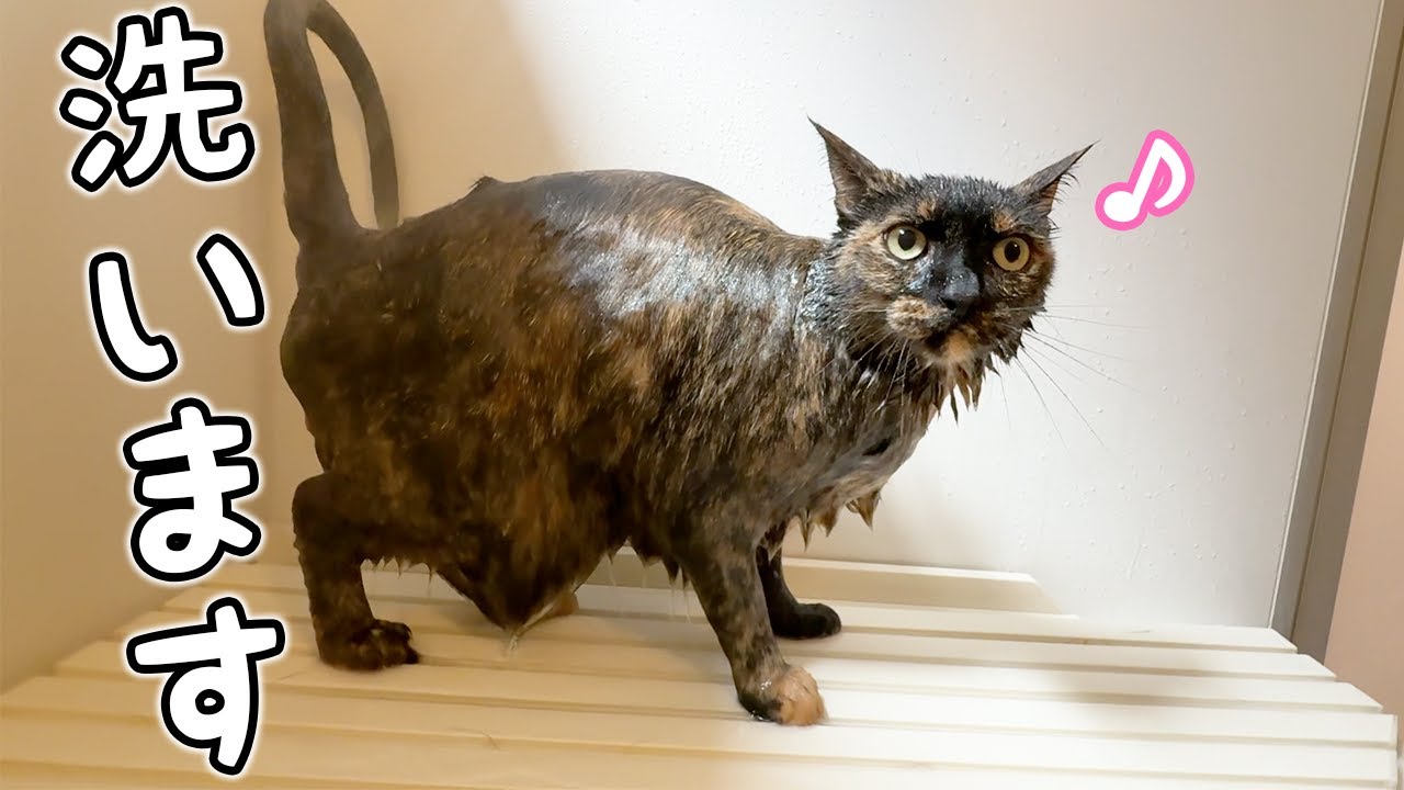 シャンプーの季節！1人目はサビ猫モモちゃん！！