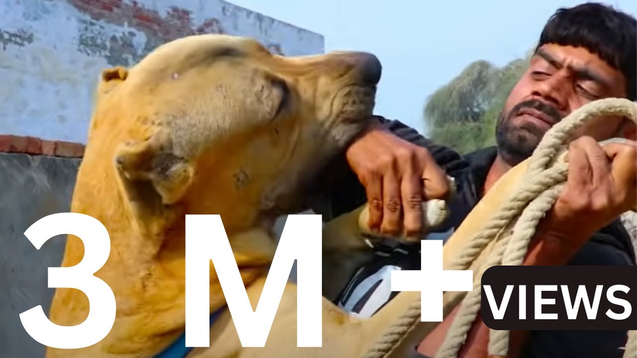 SHERU BULLY DOG 1st Time Owner