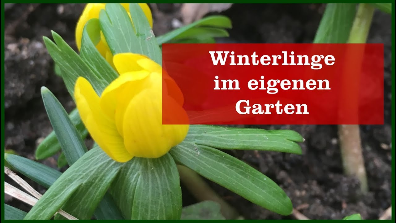 Winterlinge im Garten