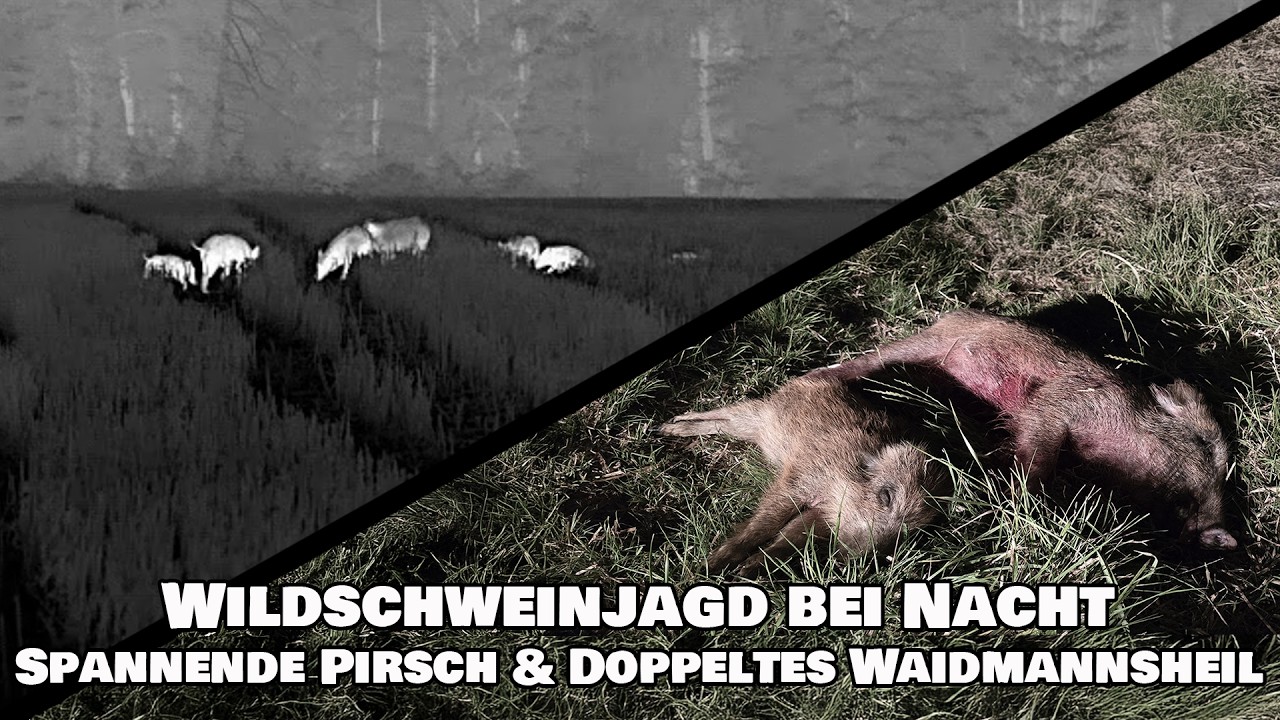 Wildschweinjagd bei Nacht | Spannende Pirsch & Doppeltes Waidmannsheil