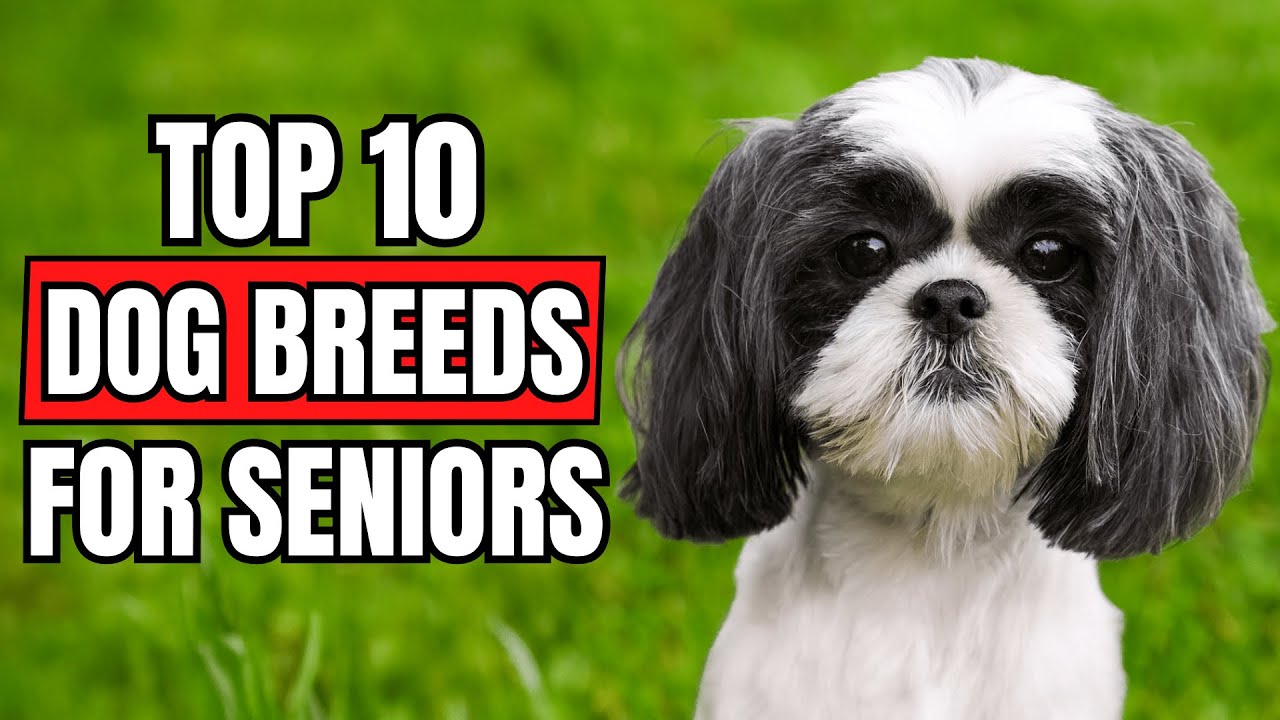 Top 10 BEST Dog Breeds For Seniors