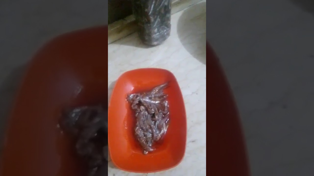 الملوحة  المصرية