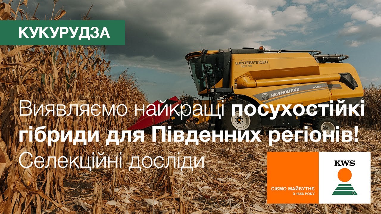 Виявляємо найкращі посухостійкі гібриди кукурудзи для Південних регіонів! | Селекційні досліди KWS