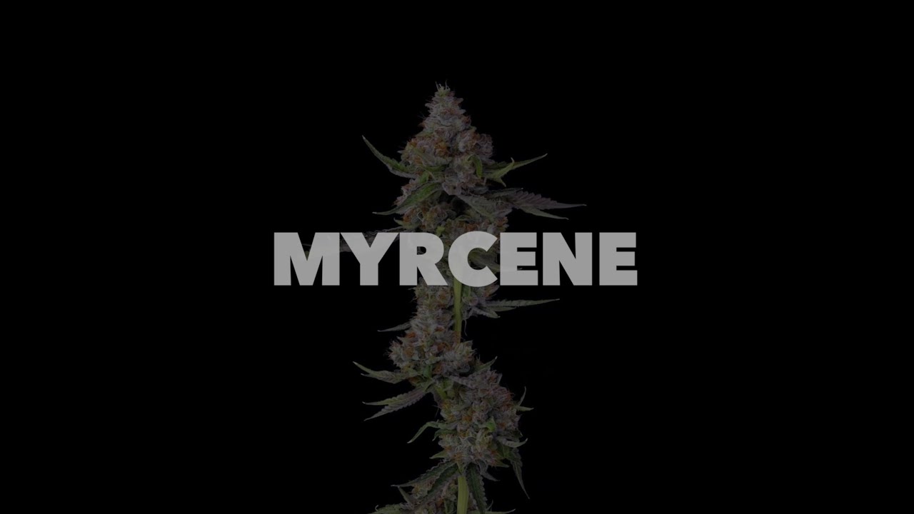 Myrcene The Most Powerful Terpene