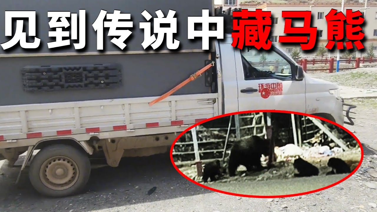 翻越4800米雪山来到当堆乡，见到传说中藏马熊，今天晚上来了11只真刺激【邵哈哈环国旅行】
