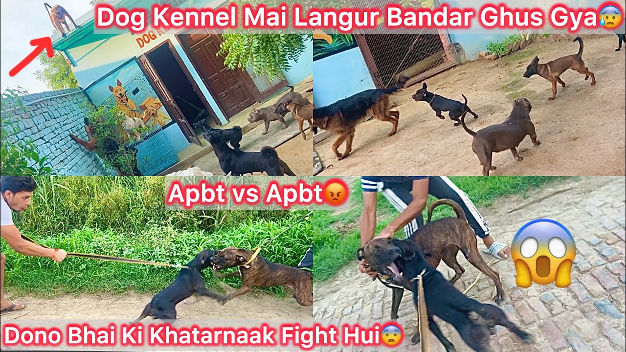 BlackKing Ka Apna Bhai K Sath He Panga Hogya😨Redking Blood😨|| Kennel Mai Langur Bandar Ghus Gya😱