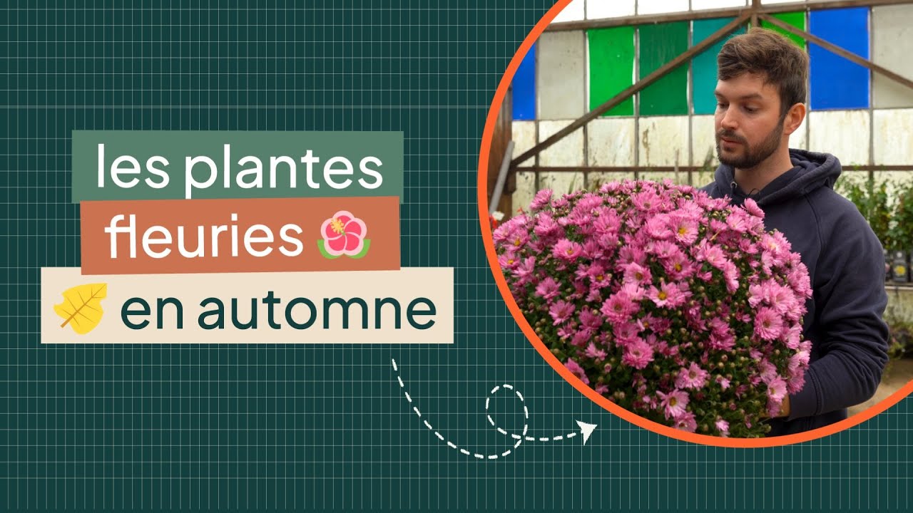 TOP 5 Des plantes fleuries en automne
