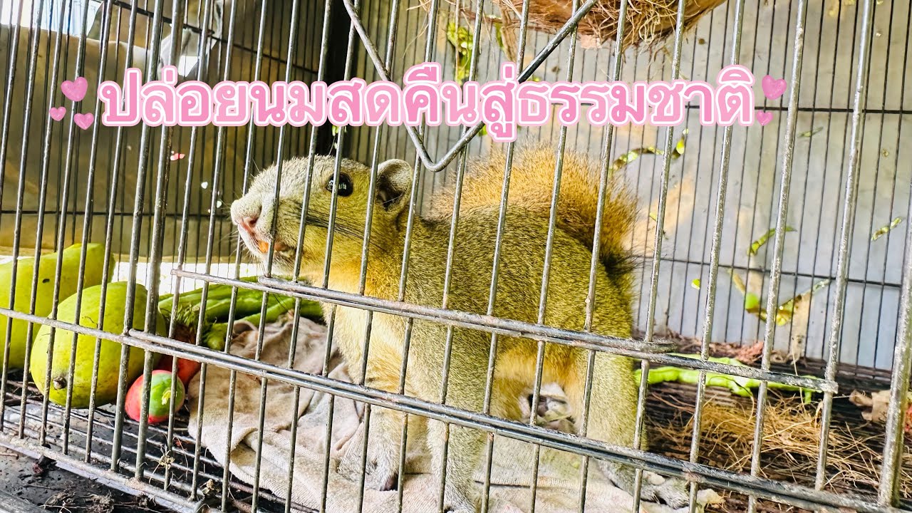 ปล่อยนมสดคืนสู่ธรรมชาติ แต่❗️นมสดไม่ไป #กระรอก #สัตว์โลกน่ารัก