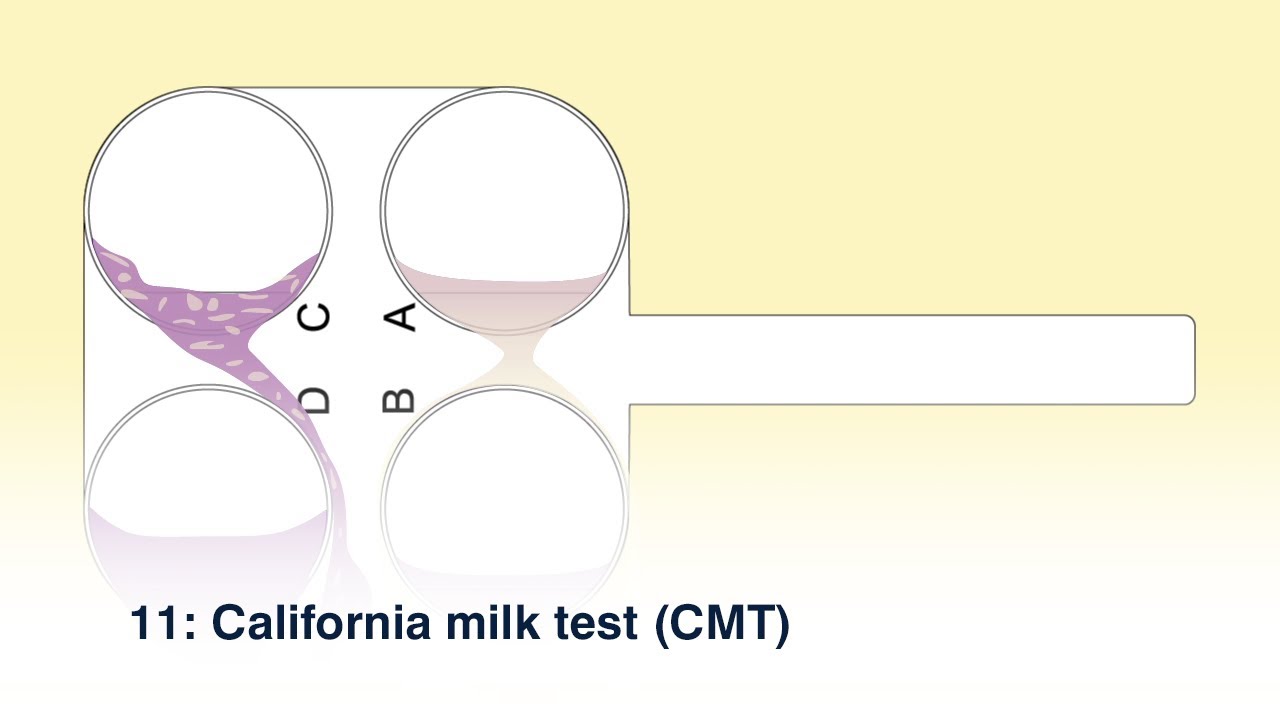 11: California milk test (CMT)