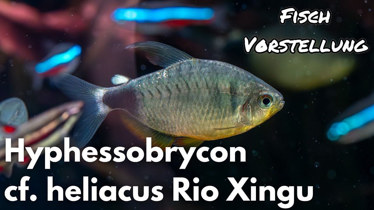 Hyphessobrycon cf. heliacus Rio Xingu | Liquid Nature Fisch Vorstellung