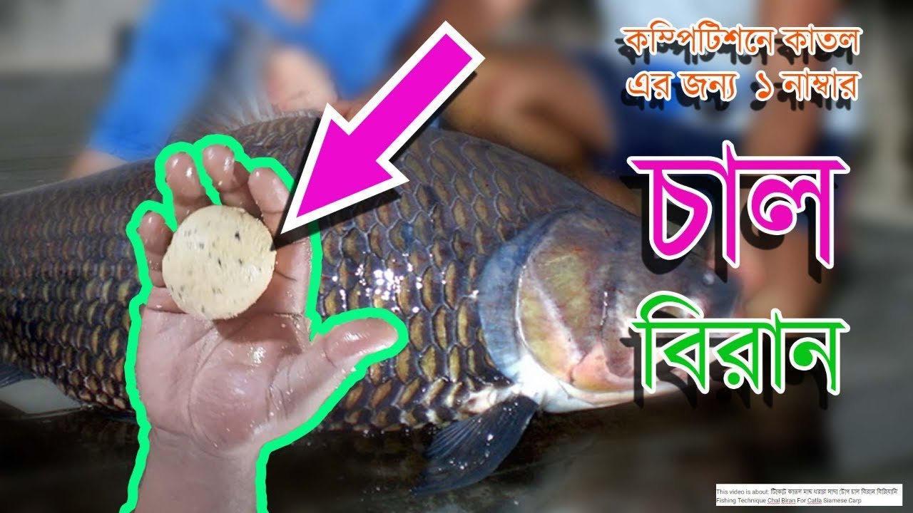 টিকেটে কাতল মাছ ধরার সাদা টোপ চাল বিরান বিরিয়ানি Fishing Technique Chal Biran For Catla Siamese Carp