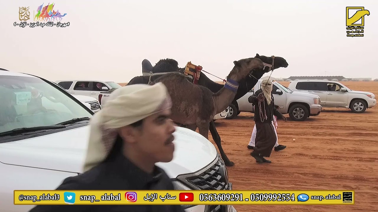 مسيرة رجل الأعمال  محمد بن عنقص آل معمر القحطاني مشارك في شوط المفاريد قعدان صفر