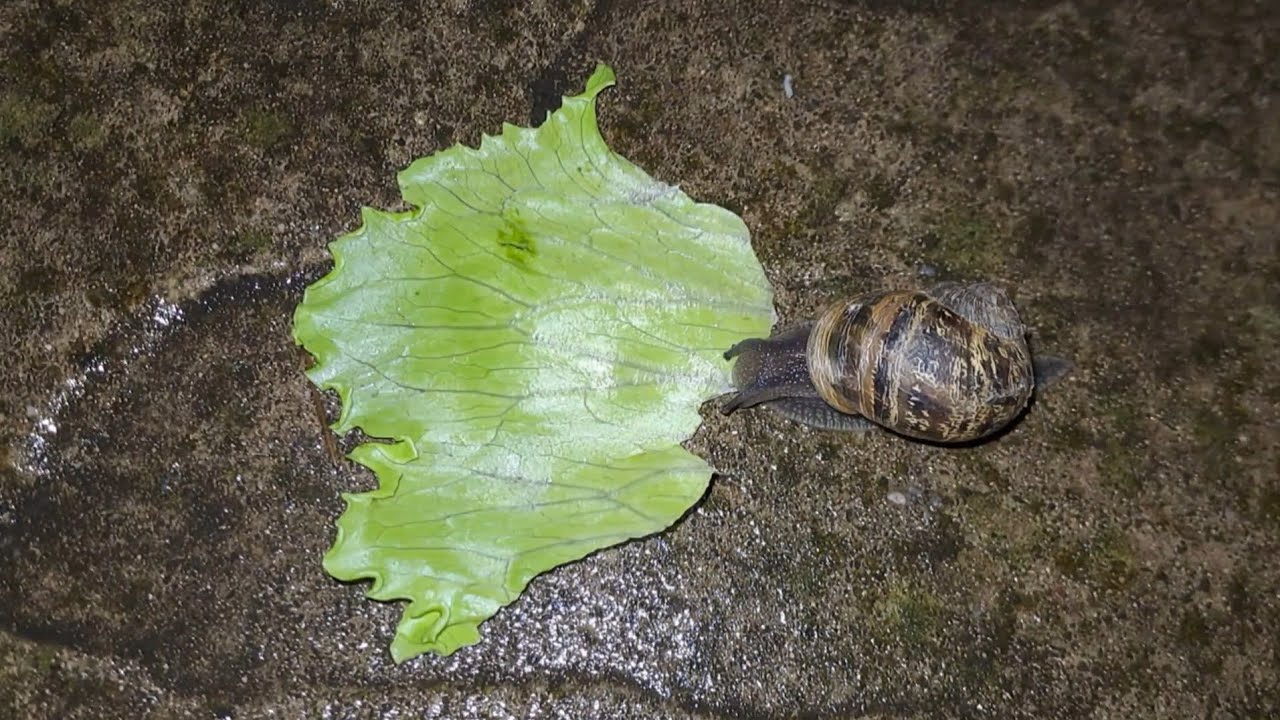 Garden Snail Eating Lettuce Time-Lapse