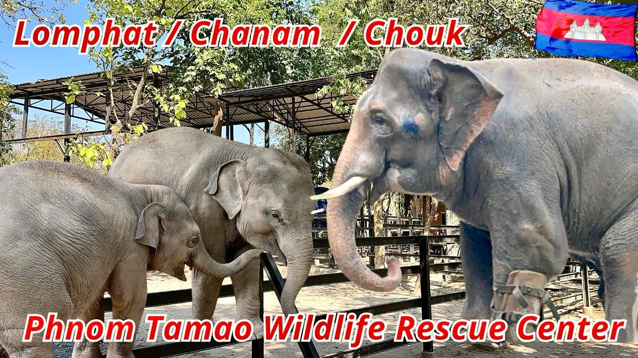Adorable Baby Elephants Lomphat & Chanam Welcoming Visitors at Phnom Tamao | Cambodia Walking Tour