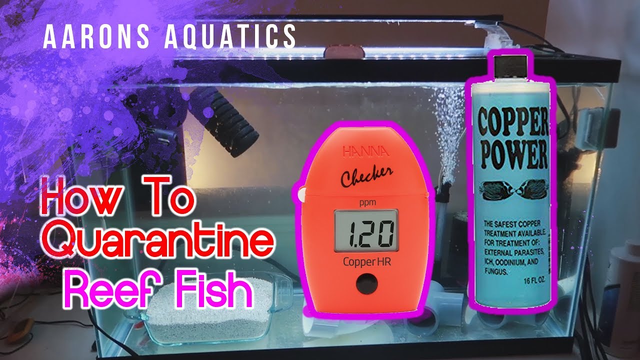 How I Quarantine Fish