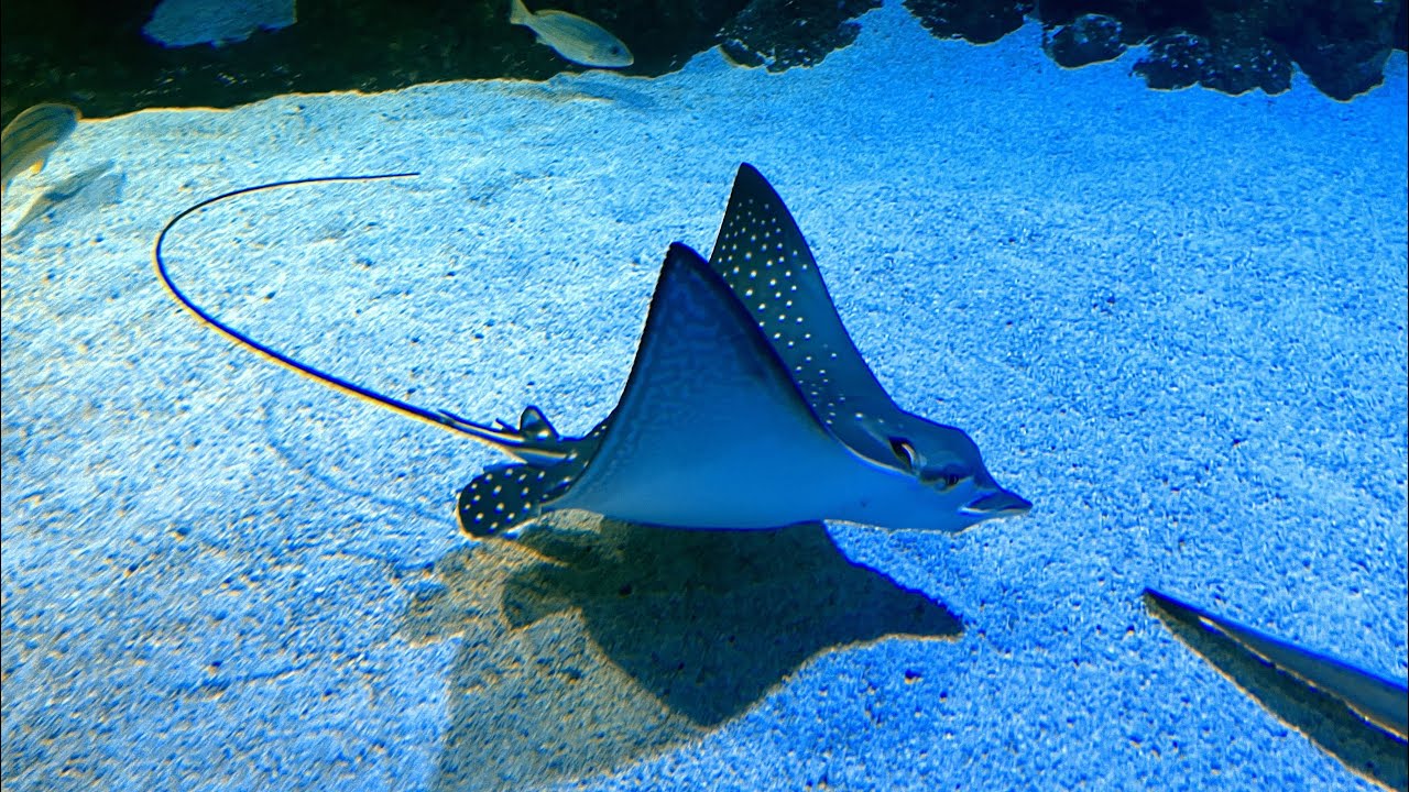 Autoübernahme, Aquarium Cairns und Ankunft Daintree 