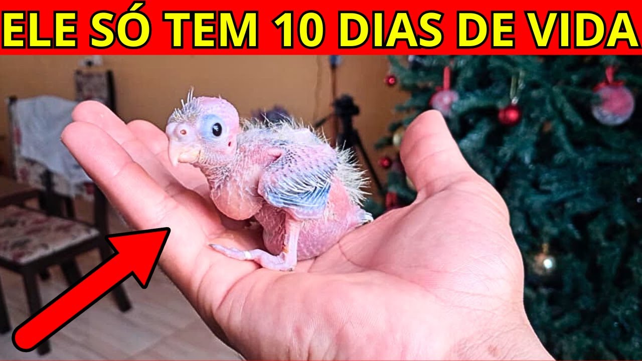NÃO ALIMENTE SUA CALOPSITA ANTES DE VER ESSE VÍDEO!