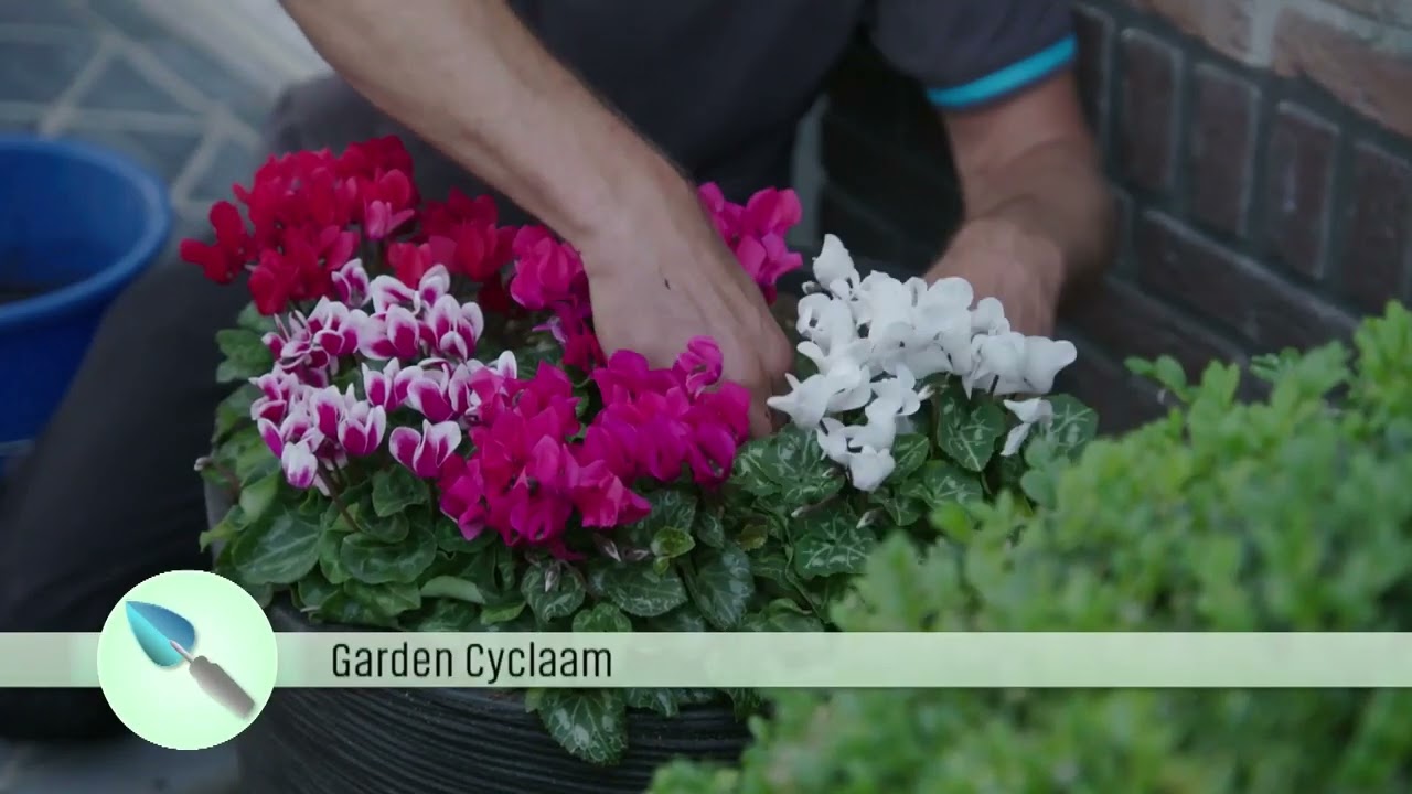 Cyclaam - De Grote tuinverbouwing (aflevering 17/09/2022)