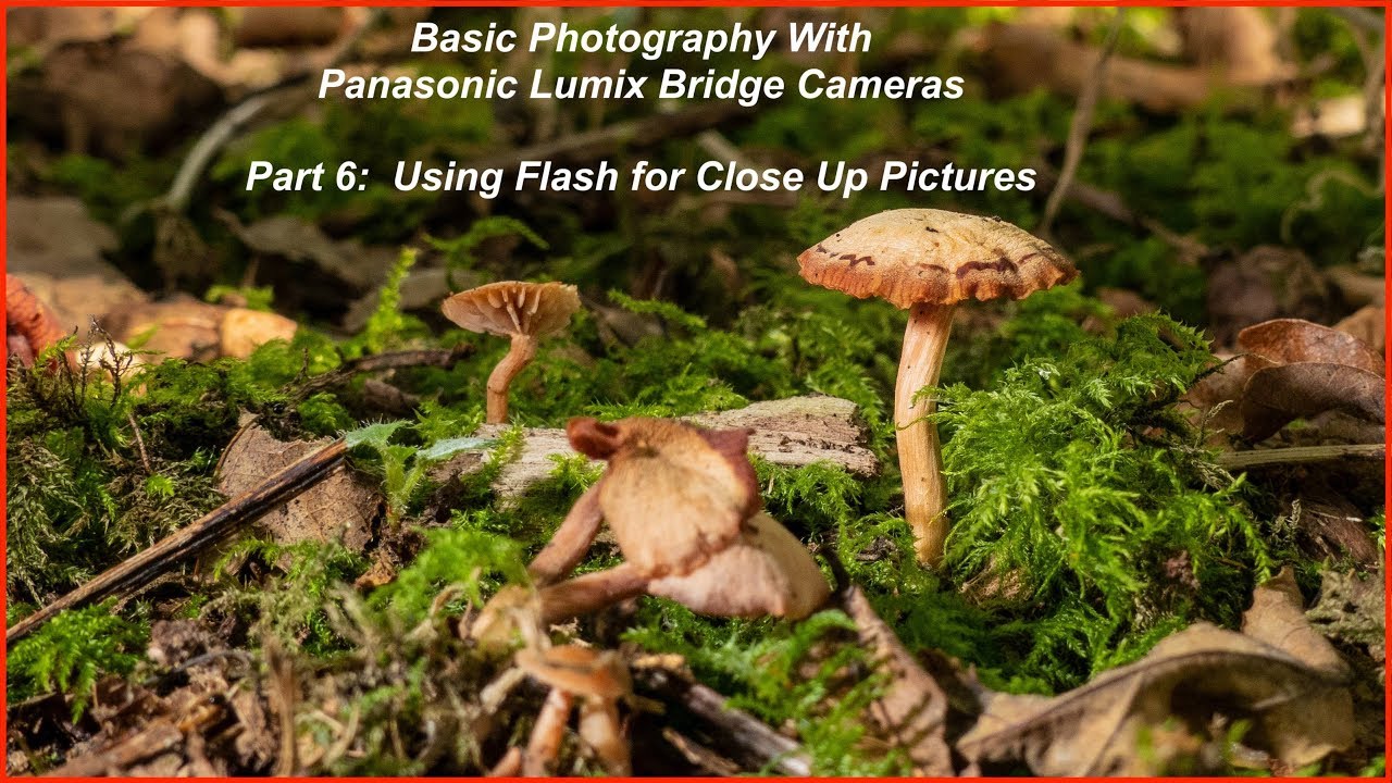Basic Photography with Panasonic Bridge Cameras Part 6: Using flash for close ups.