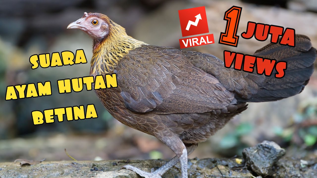 ✅SUARA PEMIKAT TERBAIK AYAM HUTAN BETINA SUMATERA #1 HD SOUND BEST