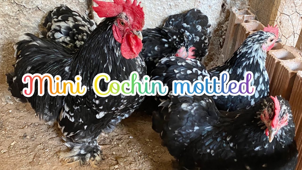 Belas aves Mini Cochin mottled