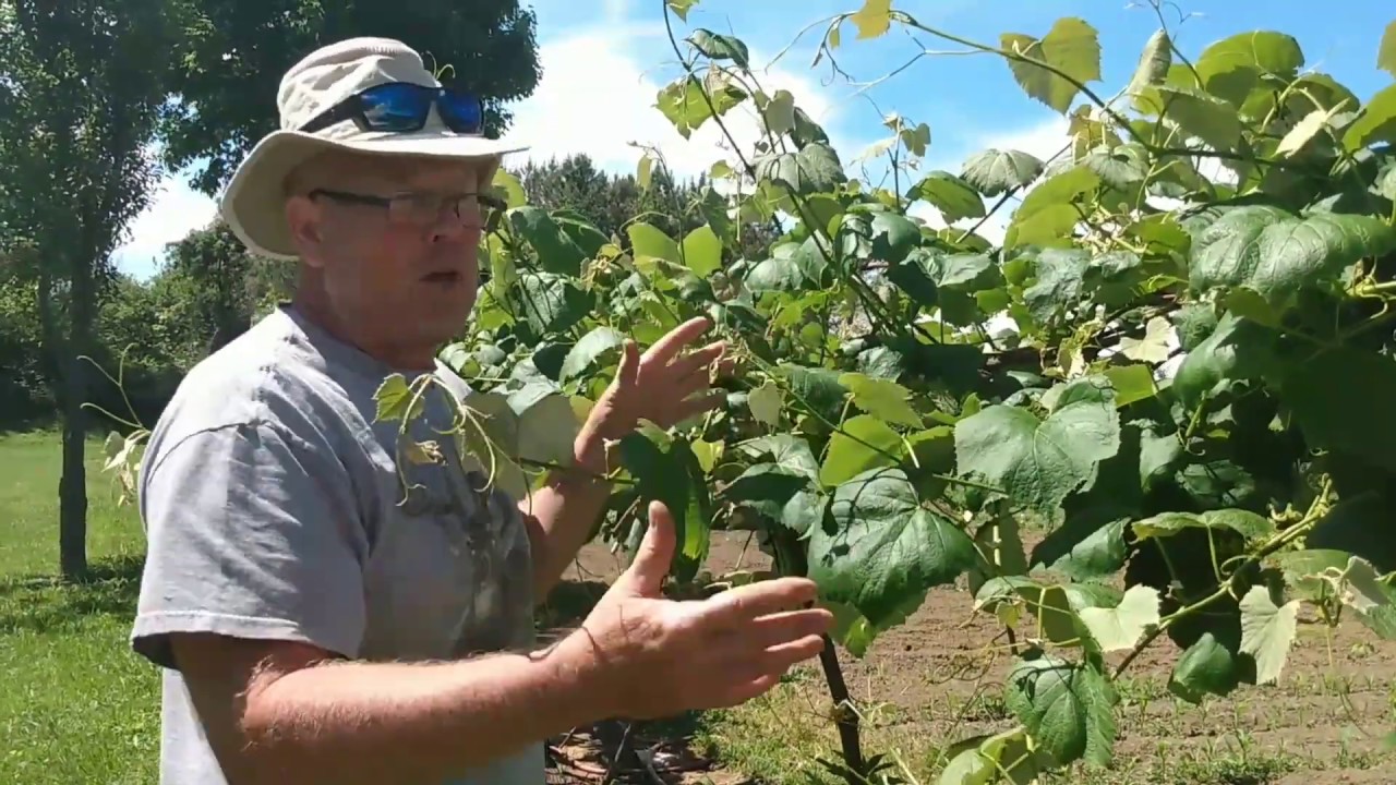 Concord Grapes 3 Months After Pruning