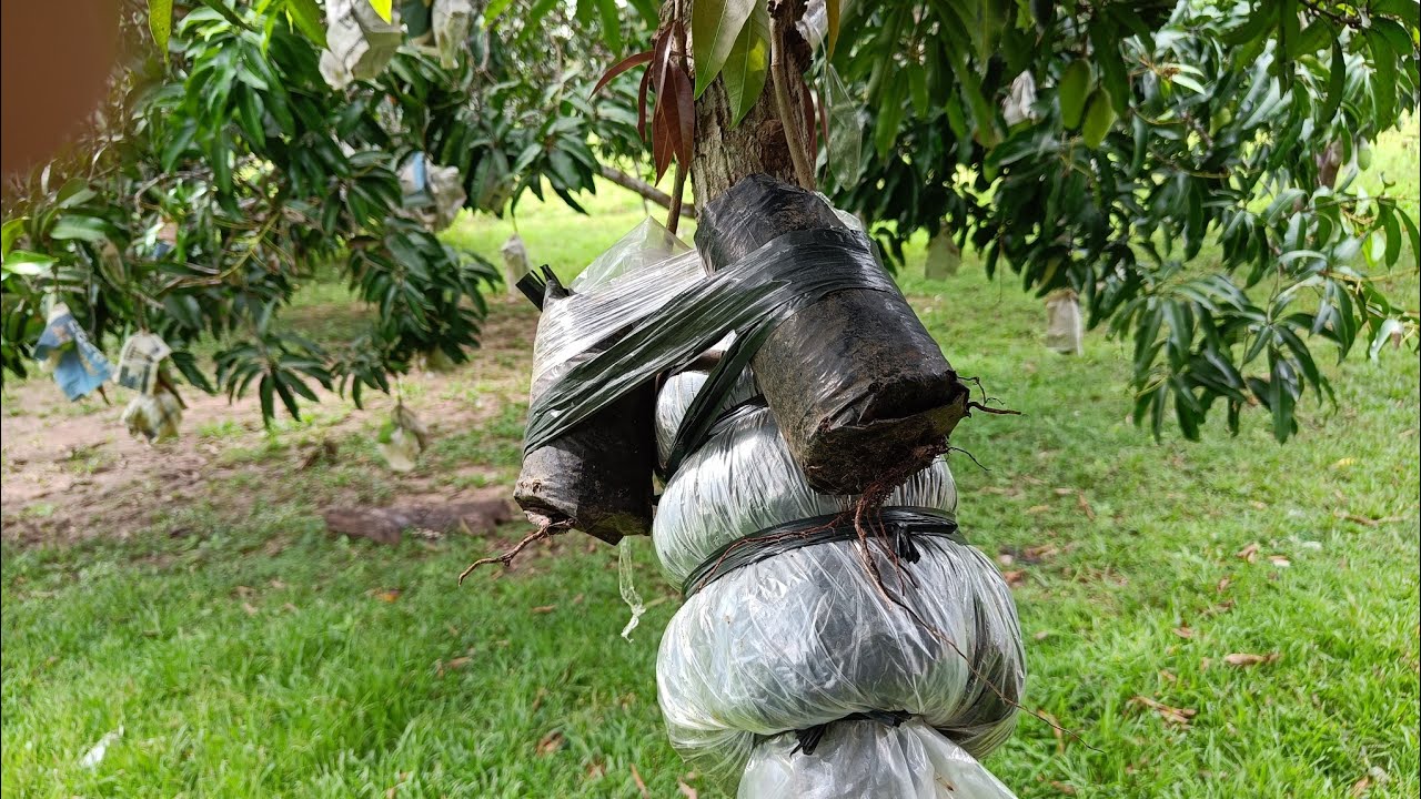 AIR LAYERING MANGO TREE, COMBINATION INARCHING & ROOTS ATTACHING.