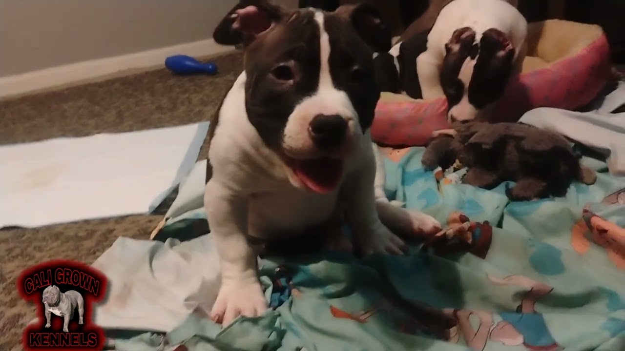 Pocket bully puppies 3 months now 