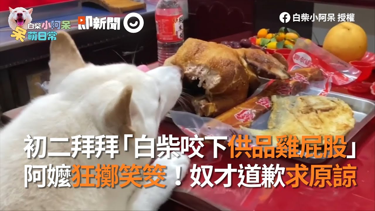 初二拜拜「白柴咬下供品雞屁股」  阿嬤狂擲笑筊！奴才道歉求原諒│寵物│狗狗│柴犬｜しばいぬ│Pet│Shiba