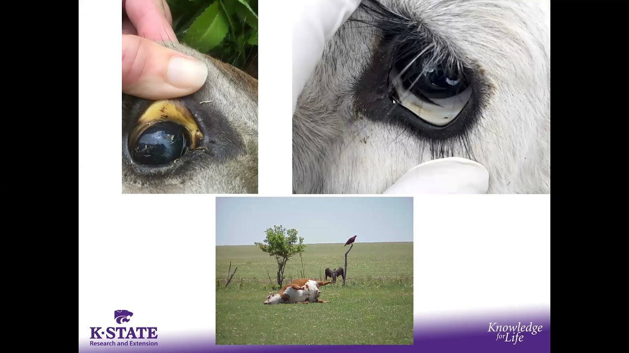 Anaplasmosis in Beef Cattle