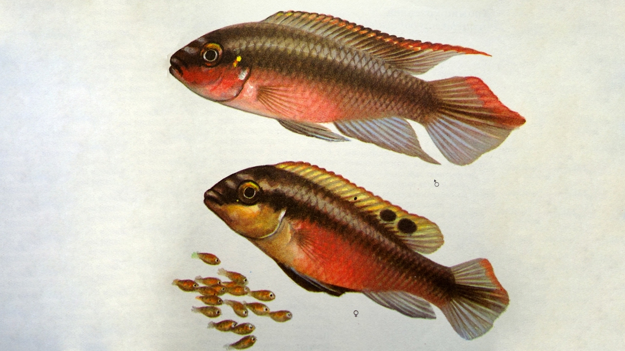 Пельвикахромис Попугайчик /Pelvicachromis Pulcher/ - Аквариумные тропические рыбы #19