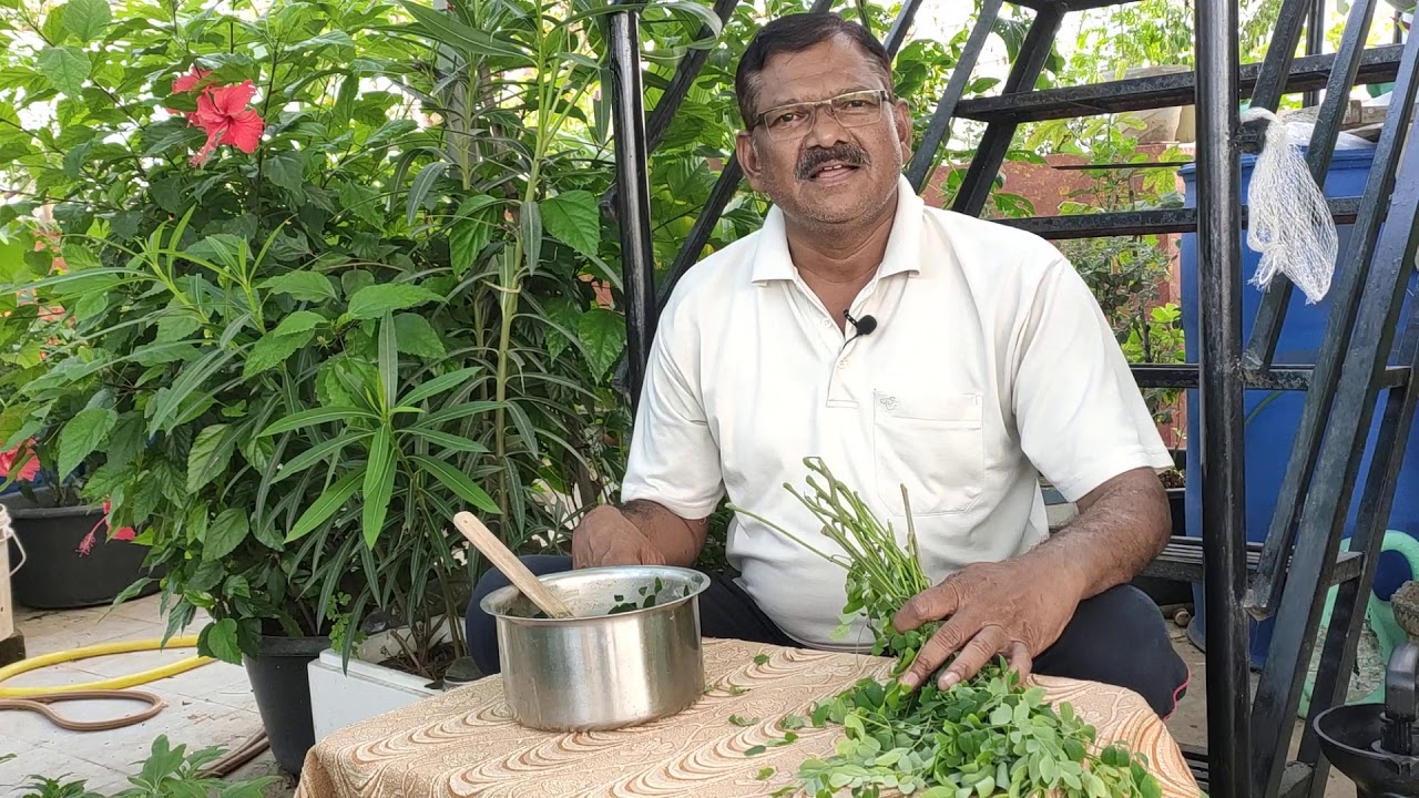 39-🌿మొక్క ఫాస్ట్ గ ఏపుగా ఎదగాలి అంటే ఈ టానిక్/ద్రావణము వాడవలసిందే.#naturalfarming #terracegardening
