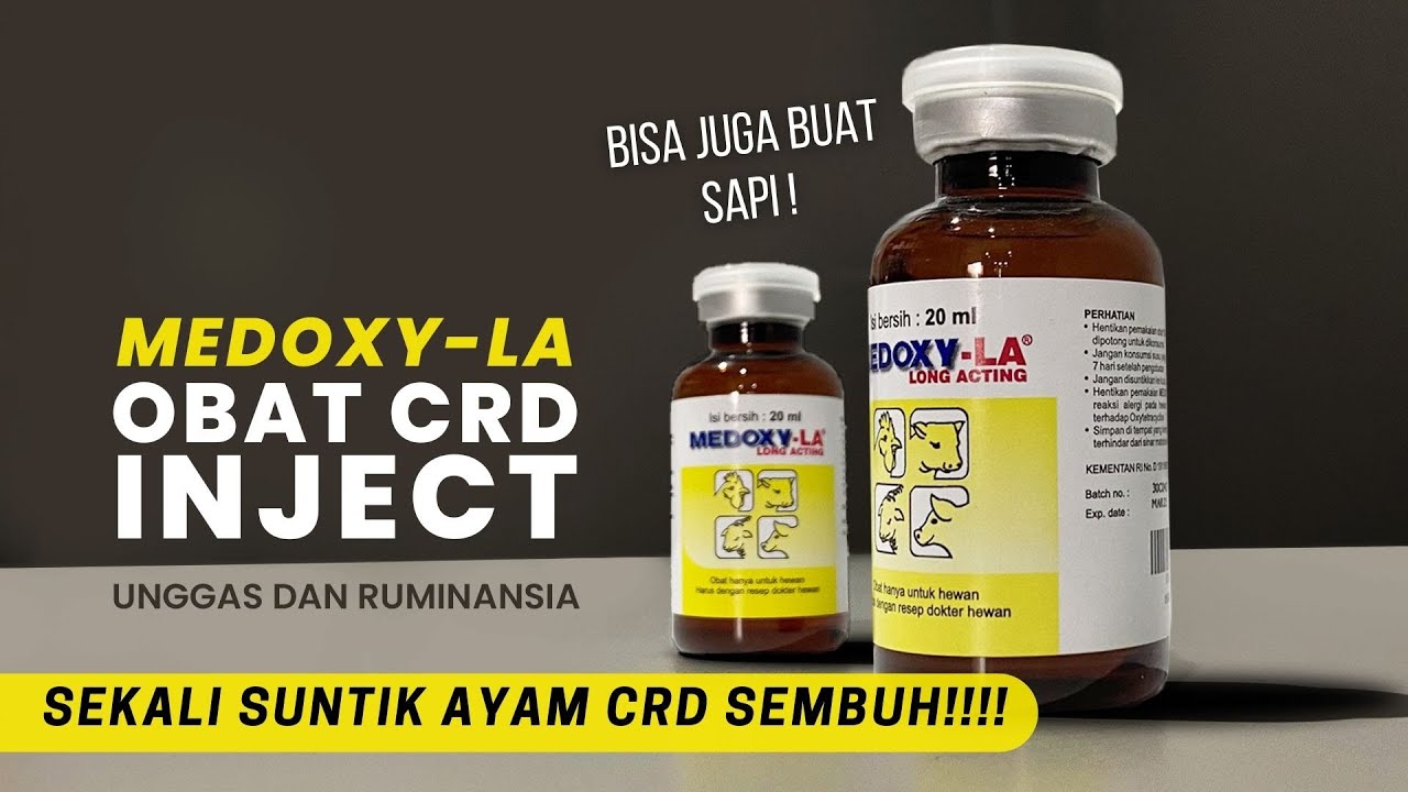 MEDOXY-LA OBAT CRD INJECT PALING AMPUH | BISA UNTUK UNGGAS DAN RUMINANSIA | REVIEW PRODUK