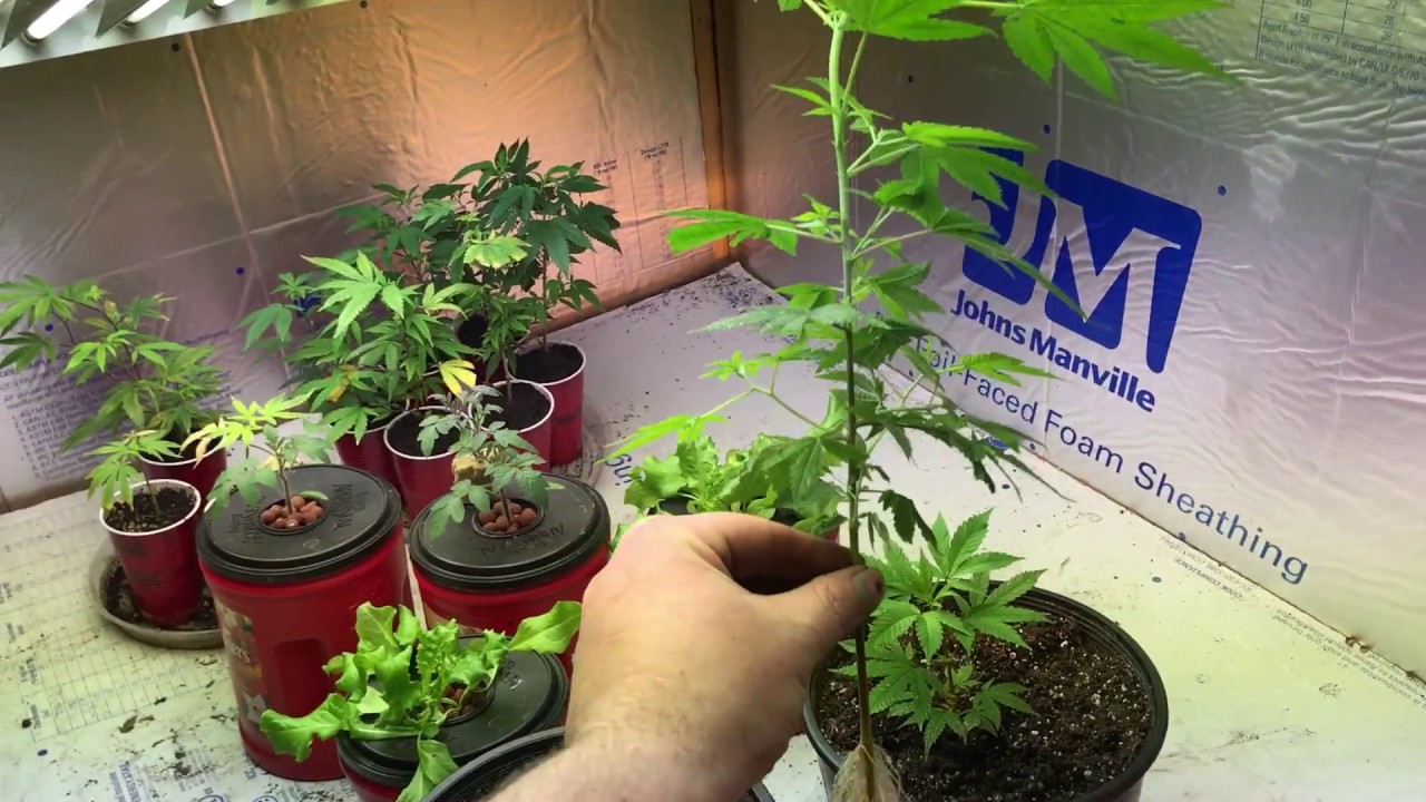 Space Monkey #7 - Quick Clone Update