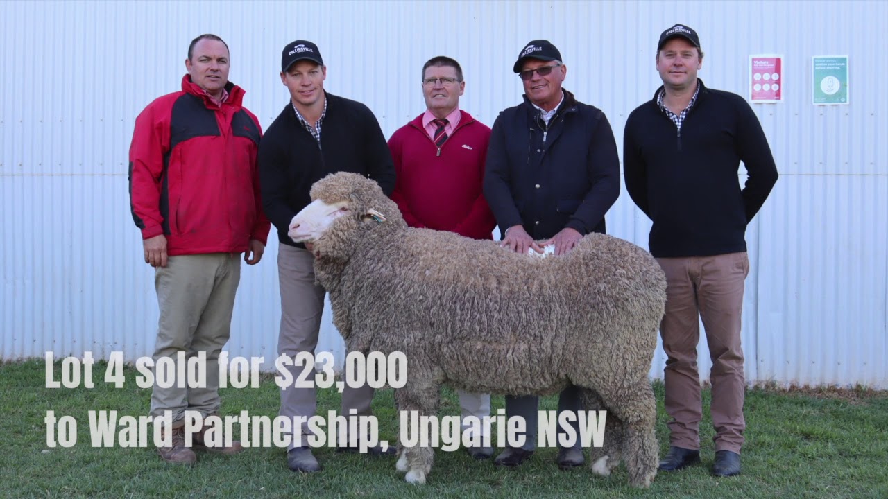 Collinsville's 2020 On Property Ram Sale Highlights